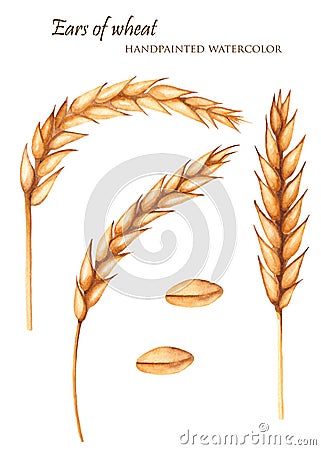 Watercolor spikelets of wheat. Stock Photo