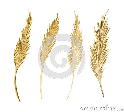 Watercolor spikelets of Wheat product. Hand painted illustration of isolated natural fresh rye on isolated background Cartoon Illustration