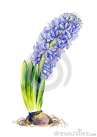 Watercolor spring blue flower Stock Photo