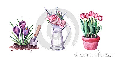 Watercolor spring crocus in the soil and shovel, red tulips in a pot, flowers in a vintage metal pitcher Cartoon Illustration