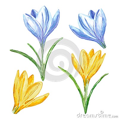 Watercolor spring crocuses set, isolated on white background. Hand painted Colorful yellow and blue crocus flowers Cartoon Illustration