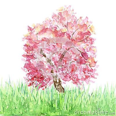 Watercolor spring sakura tree on grass isolated. Pink cherry tree blooming. Stock Photo