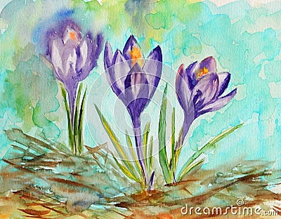 Watercolor spring violet blooming crocuses on a light turquoise background Stock Photo