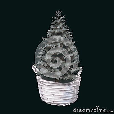 Watercolor spruce in the basket. Christmas Snow Tree. Realistic illustration. Cartoon Illustration