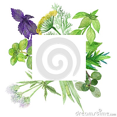 Watercolor banner of spicy plants. Green condiments isolated on white background. Spicy herbs: Laurel, fenugreek, Basil, coriander Stock Photo