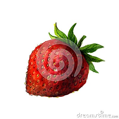 Watercolor strawberry isolated Vector Illustration