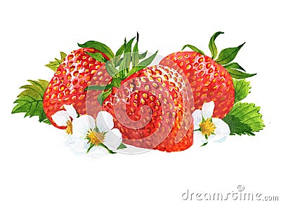 Watercolor strawberry and sliced strawberries isolated Cartoon Illustration