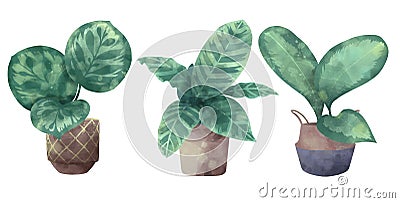 Watercolor style illustration of different exotic `Calathea` houseplants like Calathea `Zebrina` , `Makoyana` and `Roseopicta` Cartoon Illustration