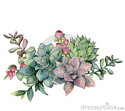 Watercolor succulent bouquet with red berries. Hand painted green and violet flowers, branch and hypericum isolated on Cartoon Illustration