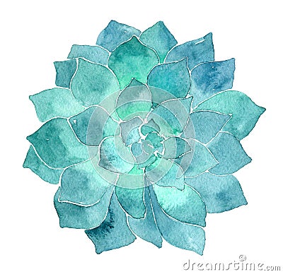 Watercolor succulent Echeveria illustration Cartoon Illustration