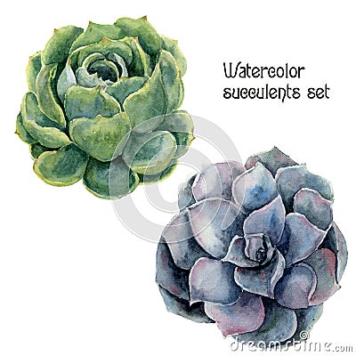 Watercolor succulent set. Hand painted floral illustration with green and violet cactus isolated on white background. Botanical il Cartoon Illustration