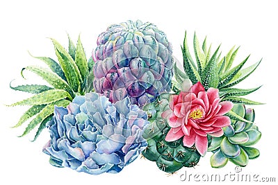 Watercolor succulents bouquet., watercolor botanical painting, card with green plants Cartoon Illustration