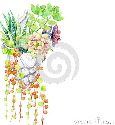 Watercolor succulents isolated on white background. Cartoon Illustration