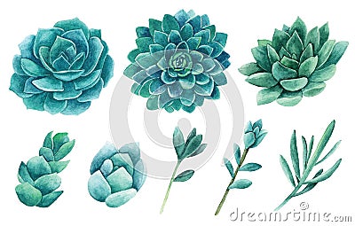 Watercolor succulents vector clip art. Green cactus clipart Vector Illustration