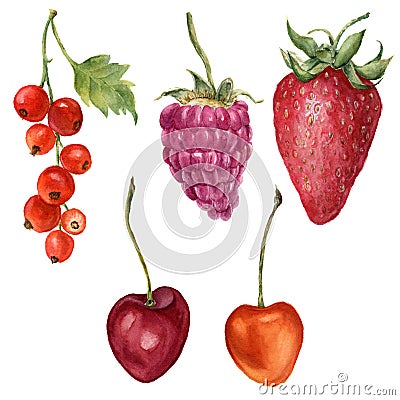 Watercolor summer berries set. Hand painted strawberry, raspberry, cherry and redcurrant isolated on white background. Stock Photo