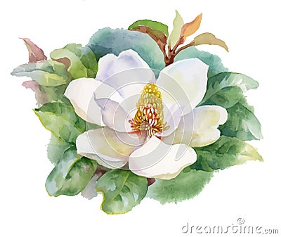 Watercolor Summer blooming magnolia flower. Vector Illustration