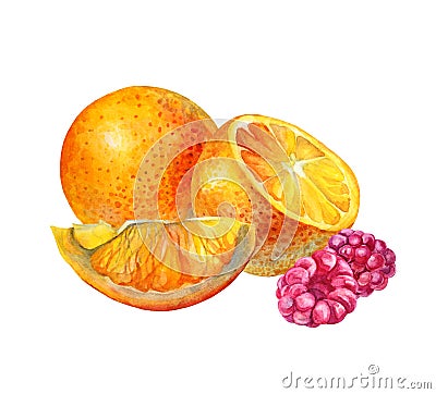 Watercolor summer composition citrus fruit orange slice and berries raspberry isolated on white background. Hand drawn Stock Photo