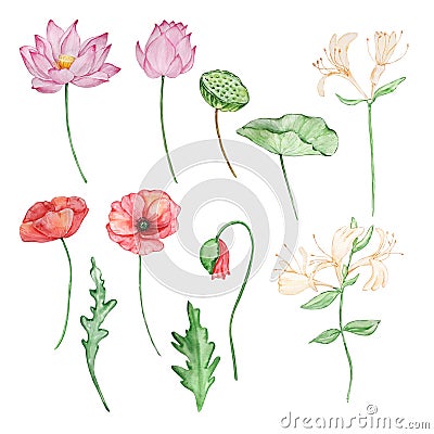 Watercolor summer flowers, june, july, august month birth flower Vector Illustration