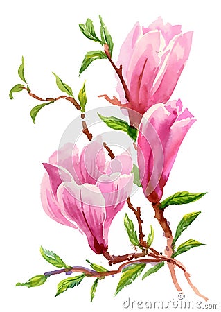 Watercolor Summer Garden Blooming Magnolia Flower on White Background. Vector Illustration