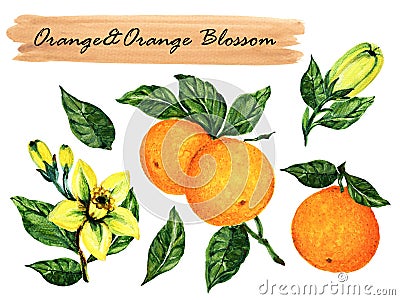 Watercolor summer healthy collection orange and orange blossom with branch foliage. isolated on white background botanical Cartoon Illustration