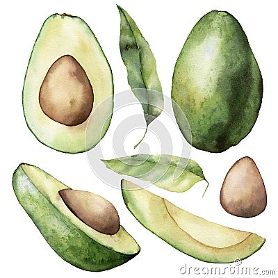 Watercolor summer set with avocado, leaves and slice. Hand painted tropical fruit and leaves isolated on white background. Floral Cartoon Illustration