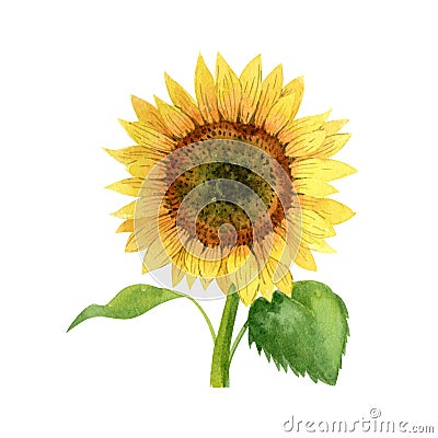 Watercolor sunflower isolated on white background. Hand drawn clipart. Stock Photo