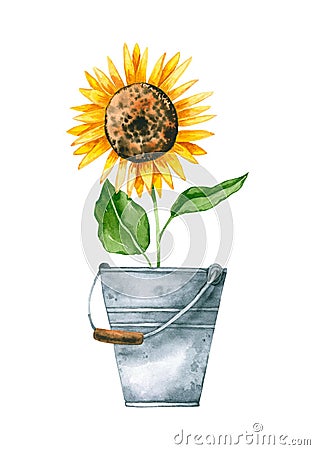 Watercolor sunflower in metal bucket. Hand drawn illustration is isolated on white. Garden composition Cartoon Illustration