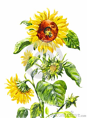 Watercolor sunflower. Vintage hand-drawn illustration isolated o Cartoon Illustration