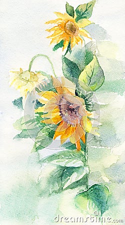 Watercolor sunflowers suitable for poster, postcard, print, cove Stock Photo