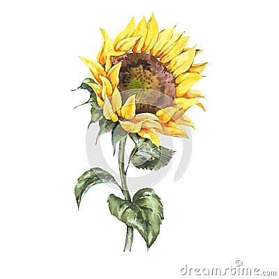 Watercolor sunflowers summer vintage flowers . Natural yellow floral greeting card Stock Photo