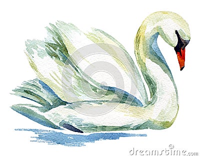 Watercolor swan. Cartoon Illustration