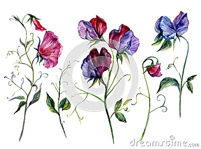 Watercolor Sweet Pea Flowers Collection Isolated on White Vector Illustration