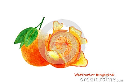 Watercolor tangerine. Isolated citrus fruit illustration Cartoon Illustration