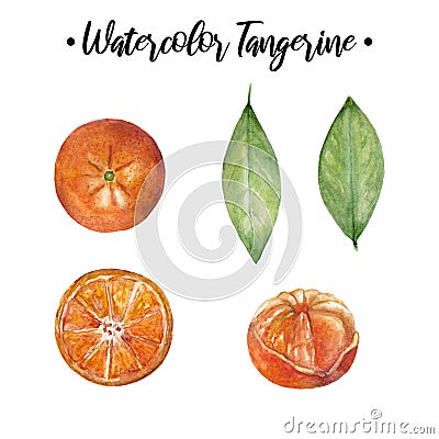 Watercolor Tangerine Set. Hand drawn botanical illustration of peeled tangerines, citrus fruits with leaves and slices Cartoon Illustration