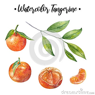 Watercolor Tangerine Set. Hand drawn botanical illustration of peeled tangerines, citrus fruits with leaves and slices Cartoon Illustration