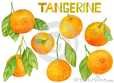 Watercolor tangerine set. Hand drawn lettering and botanical illustration of mandarins with leaves. Clipart citrus elements Cartoon Illustration