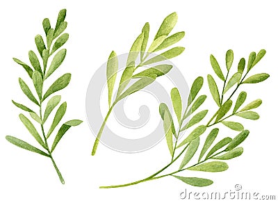 Watercolor tea tree leaves set. Hand drawn botanical illustration of Melaleuca alternifolia. Green medicinal plant isolated on Cartoon Illustration