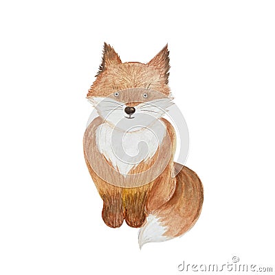 Watercolor teddy fox isolated on white Cartoon Illustration