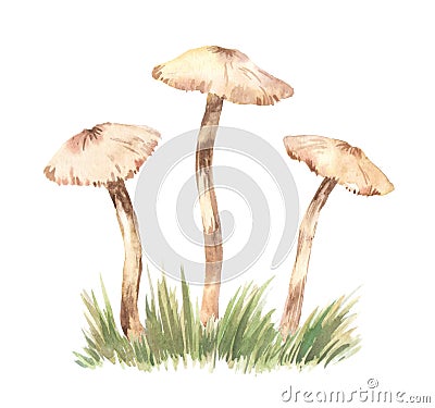 Watercolor Three Chanterelle Mushrooms on Meadow. Hand Drawn Cartoon Yellow Chanterelle Mushroom Set Isolated. Design Template, Stock Photo