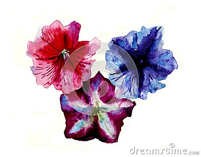 Watercolor three multi color petunias flower head Cartoon Illustration