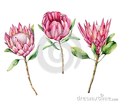 Watercolor three protea set. Hand painted pink flower illustration with leaves and branch isolated on white background Cartoon Illustration