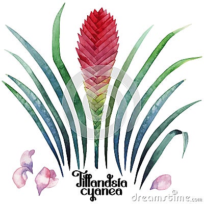 Watercolor tillandsia cyanea collection Vector Illustration