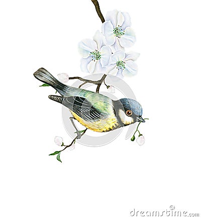 Watercolor tit bird on a blooming apple tree Stock Photo