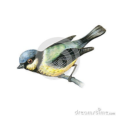 Watercolor tit bird Stock Photo