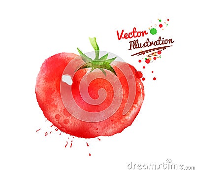 Watercolor tomato Vector Illustration