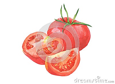 Watercolor tomatoes and sliced tomato vegetables isolated Cartoon Illustration