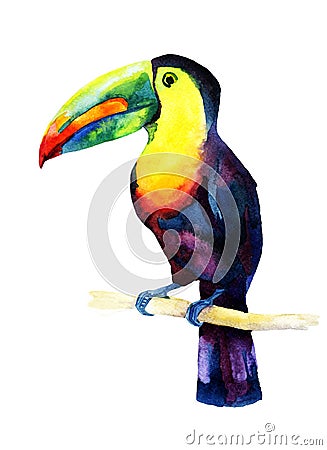 Watercolor toucan bird sitting on a branch Cartoon Illustration