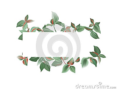 Watercolor tradescantia wide banner of mint red leaves isolated on white background. Greenery Floral illustration for design Vector Illustration