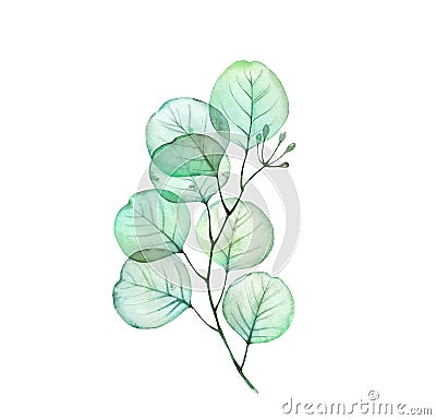 Watercolor Transparent Eucalyptus branch. Hand drawn botanical illustration isolated on white. Realistic floral design Cartoon Illustration