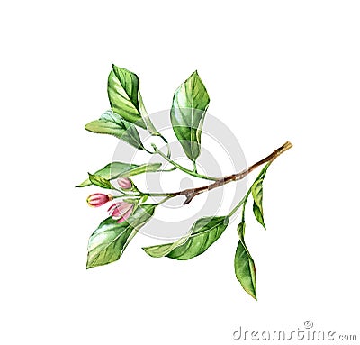 Watercolor tree branch. Realistic fruit tree, flowers, leaves. Botanical illustration. Isolated artwork on white. Hand Cartoon Illustration